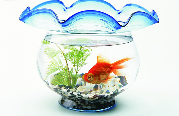 养鱼数量与风水